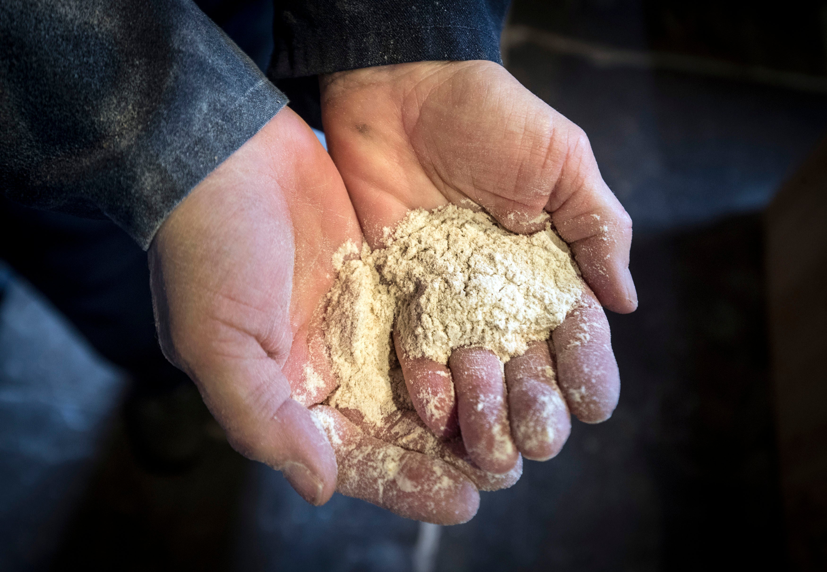 A person holding a handful of flour at the Holgate Windmill, Yorkshire