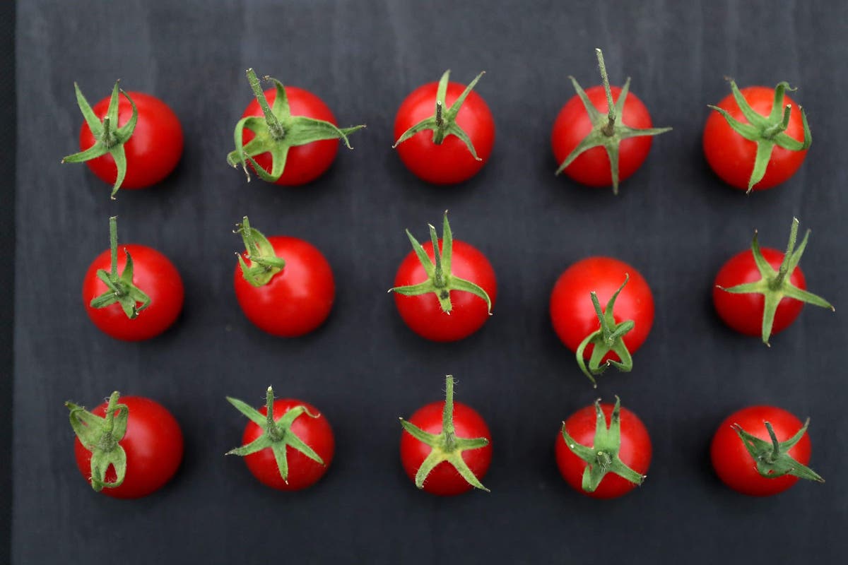 Chinese Researchers Enhance Tomato Sweetness with CRISPR