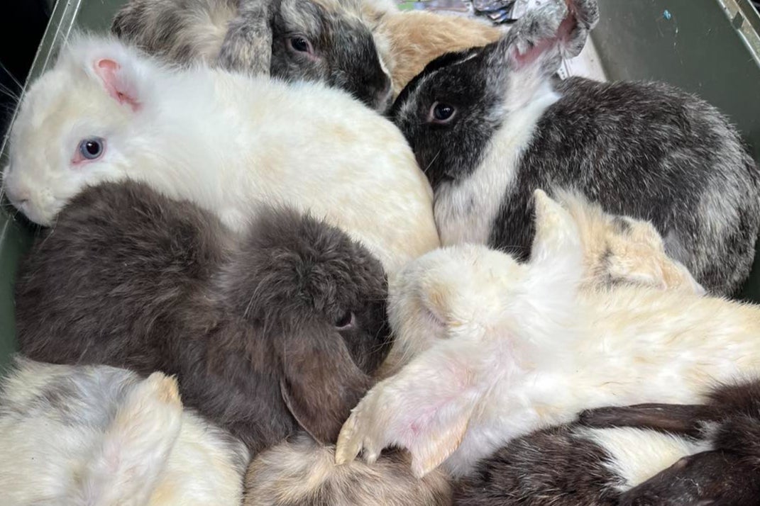 Volunteers rescued over 50 of the animals that were found dumped in a field