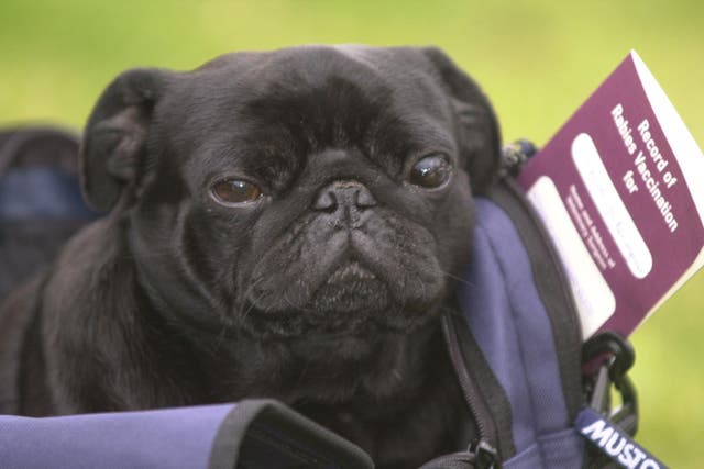 Dogs, cats and ferrets will need a pet travel document to move between Great Britain and Northern Ireland (Tim Ockenden/PA)