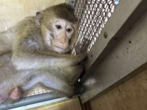 The monkeys spend up to 25 hours in wooden crates too small to allow them to stand upright or move naturally