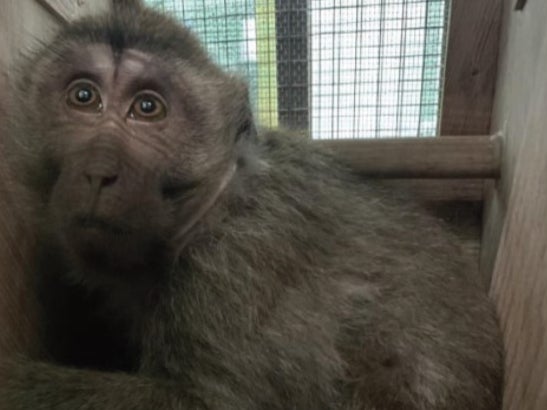 Last year, 80 long-tailed macaques were flown in a plane’s hold that was just 10C