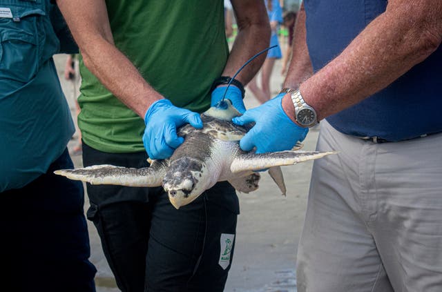 EEUU-TORTUGA RESCATE TRANSOCEÁNICO