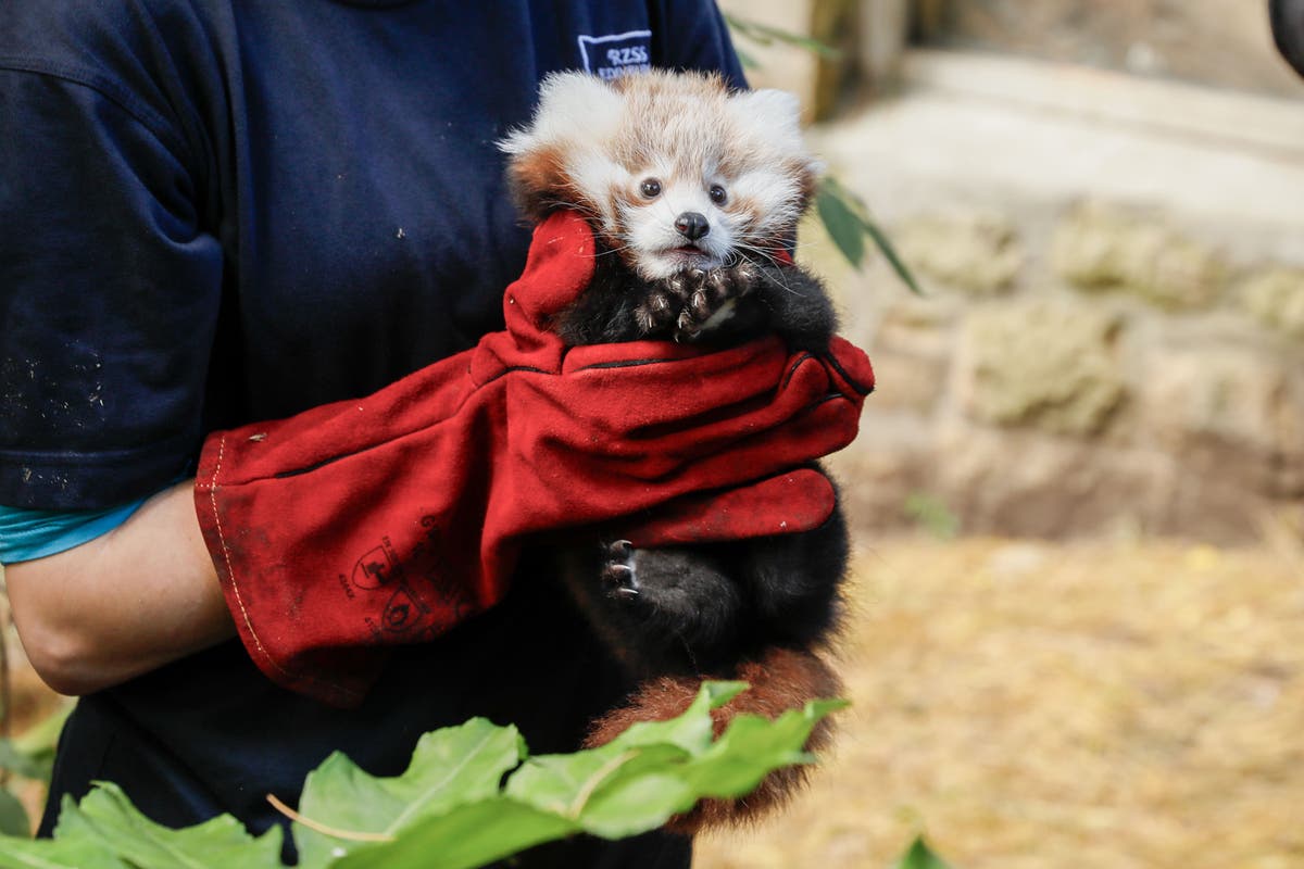 Fireworks blamed for death of red panda kit at zoo