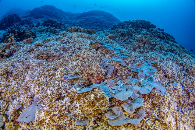 <p>Descubren el coral más grande del mundo frente a las Islas Salomón, en Oceanía </p>