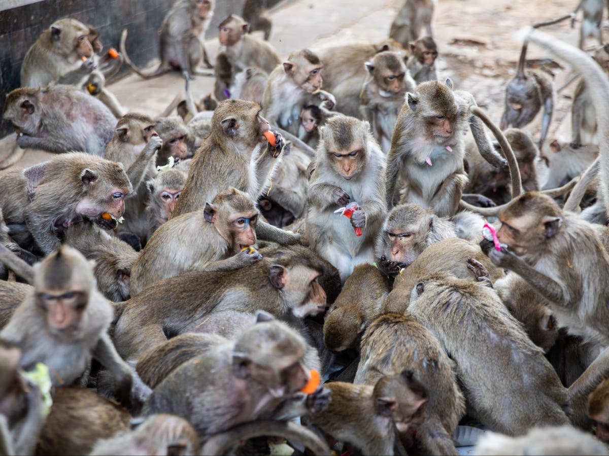 Town rounds up and sterilises hundreds of monkeys after years of menacing behaviour