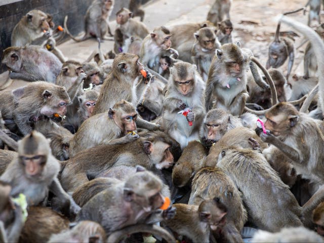 <p>File. Monkeys feast on fruits and sweet snacks during the Lopburi Monkey Festival on 27 November 2022</p>