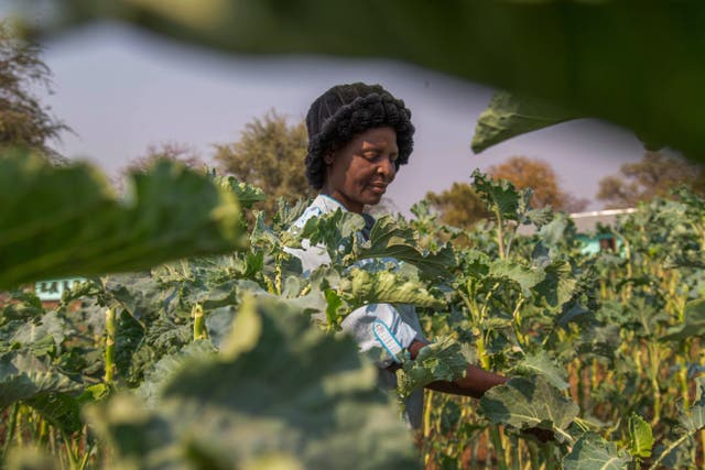 Climate COP29 Finance Food Aid