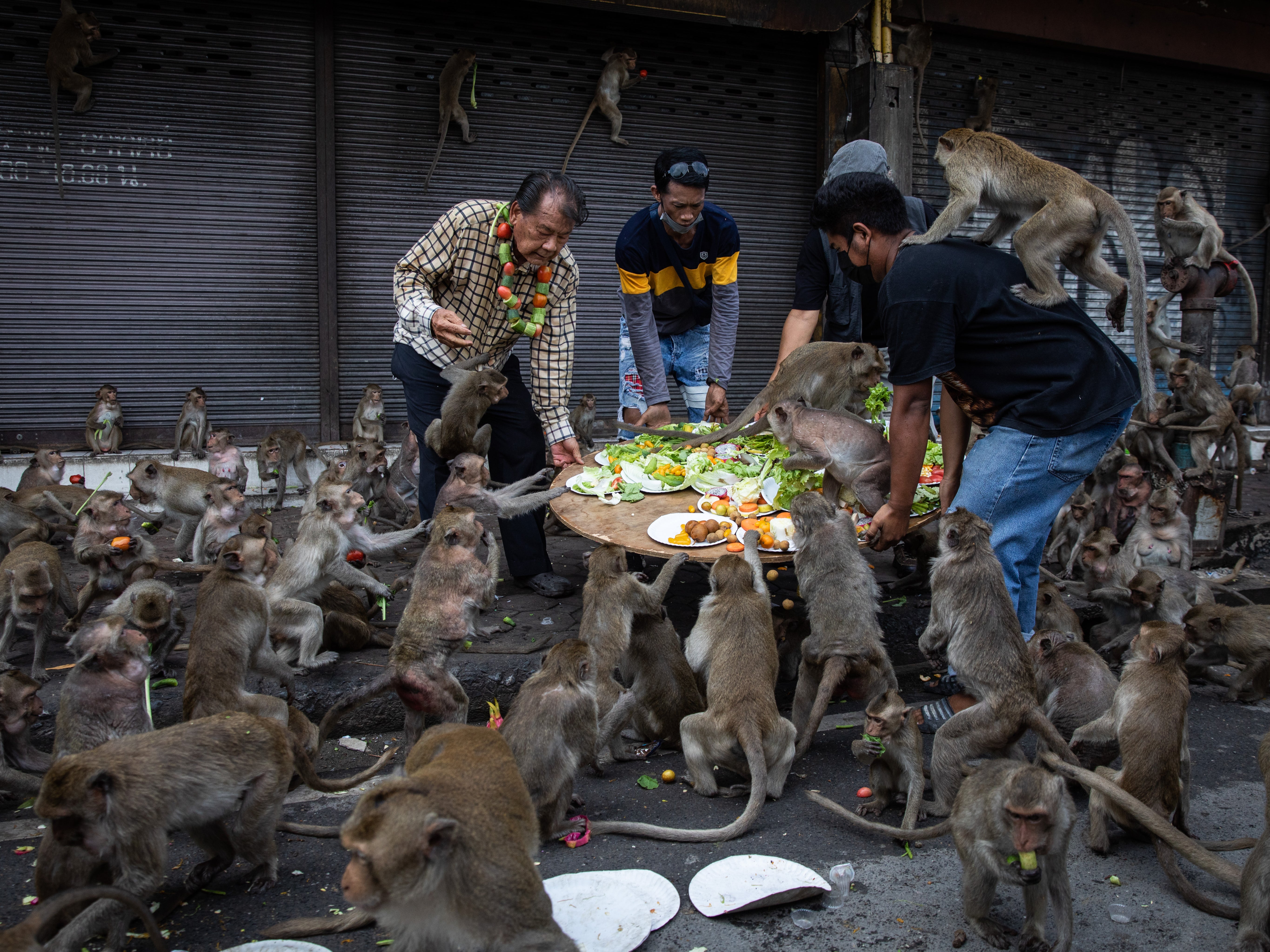 A fruit platter is served for the monkeys in Lopburi, Thailand, on 27 November 2022