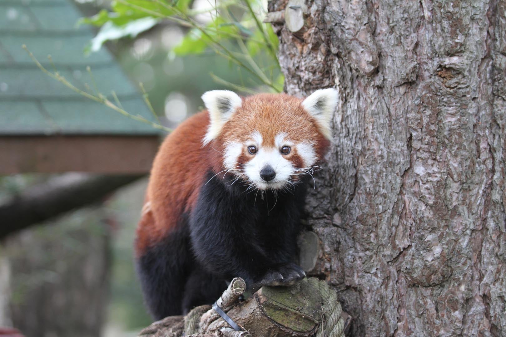 Ginger the red panda, mother of Roxie