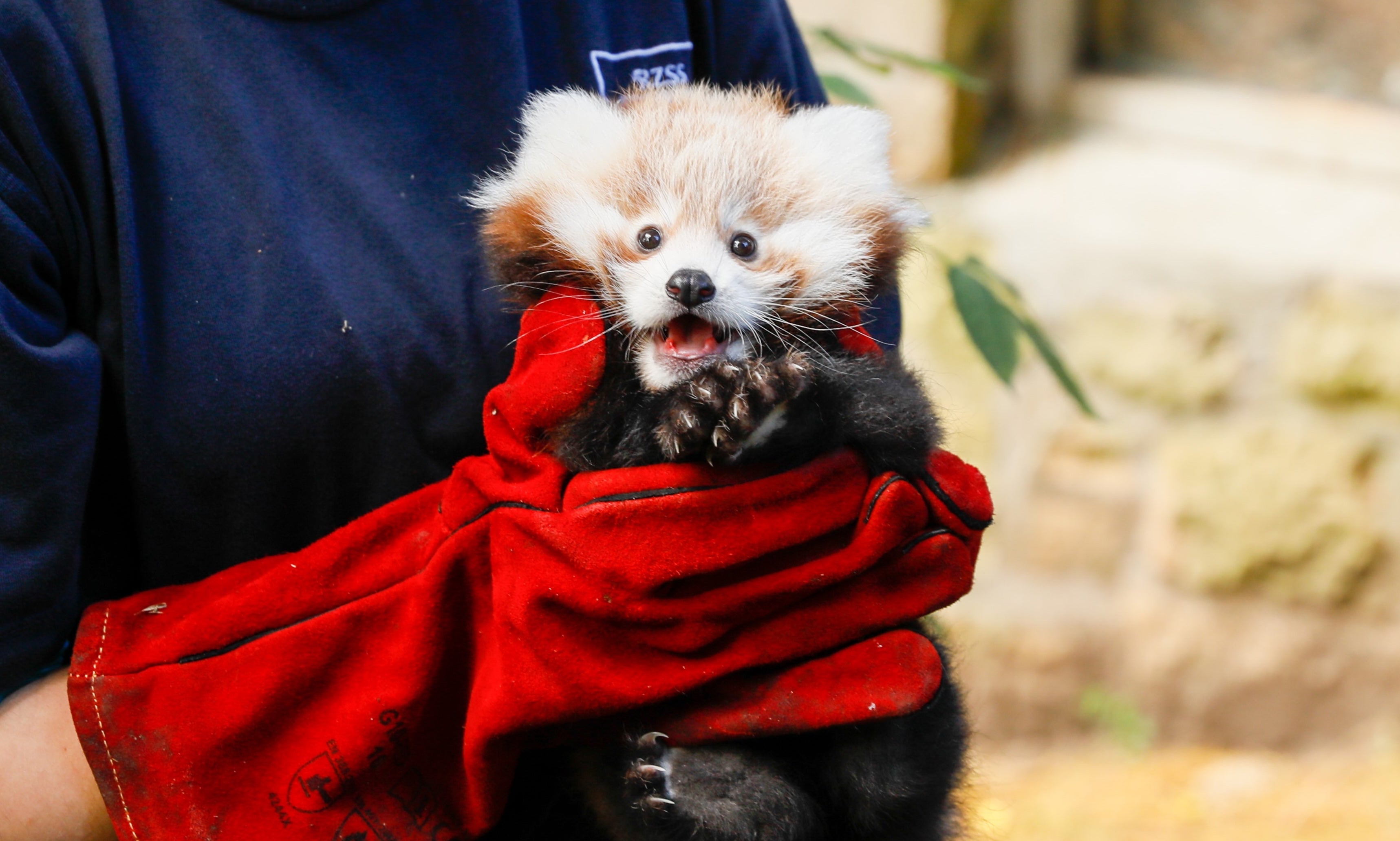 Roxie the red panda has died aged 3 months