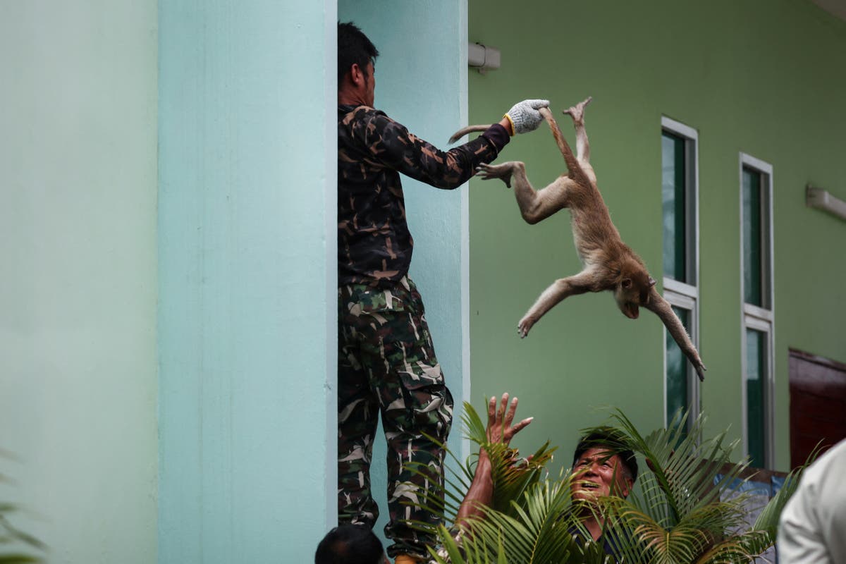 Tourist town puts the slingshot away after Monkey City mania clamp down