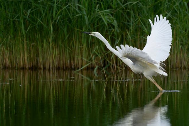 <p>The Great Egret was allegedly attacked by a 36-year-old man said authorities in California </p>