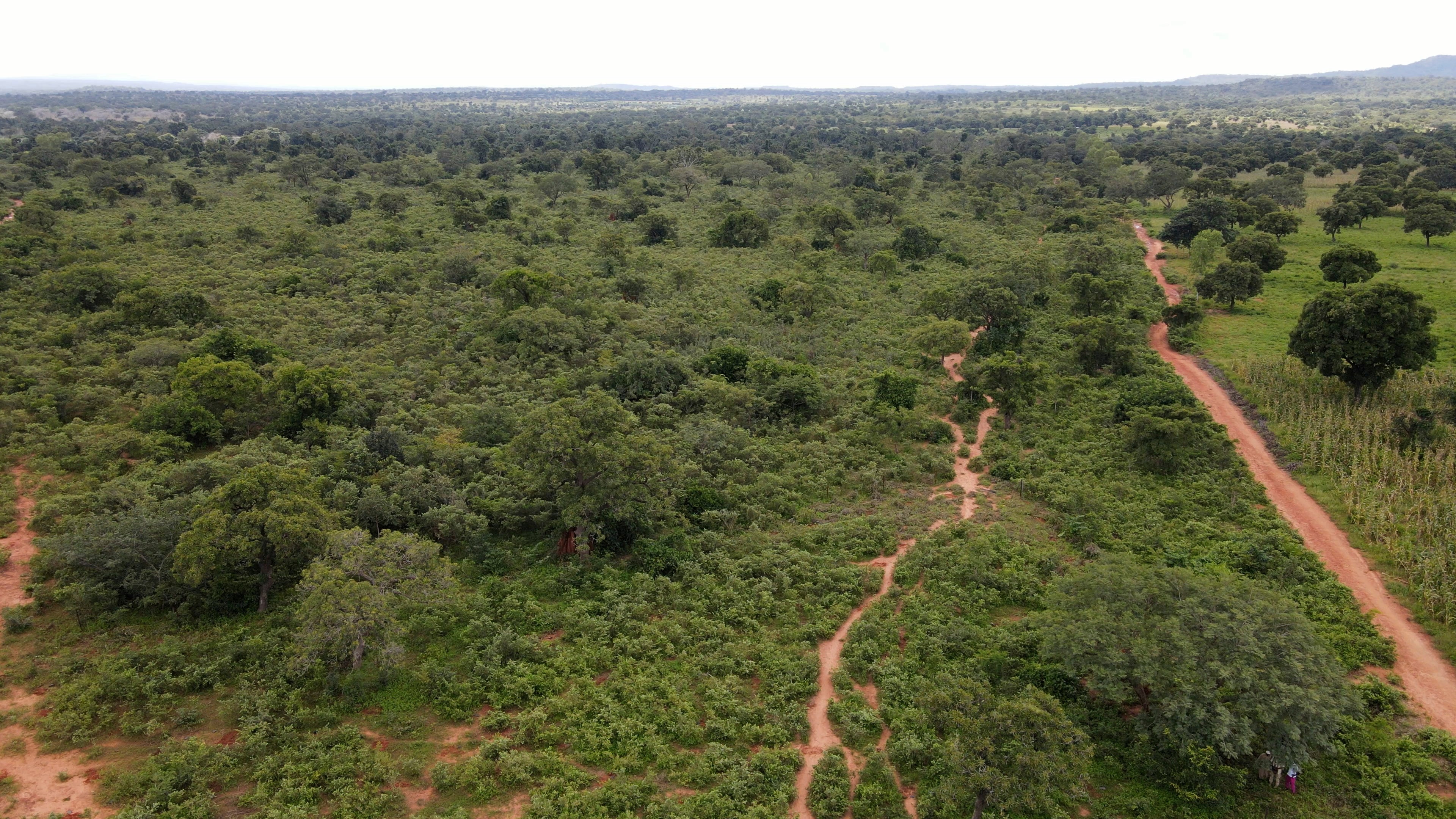 Mali Deforestation