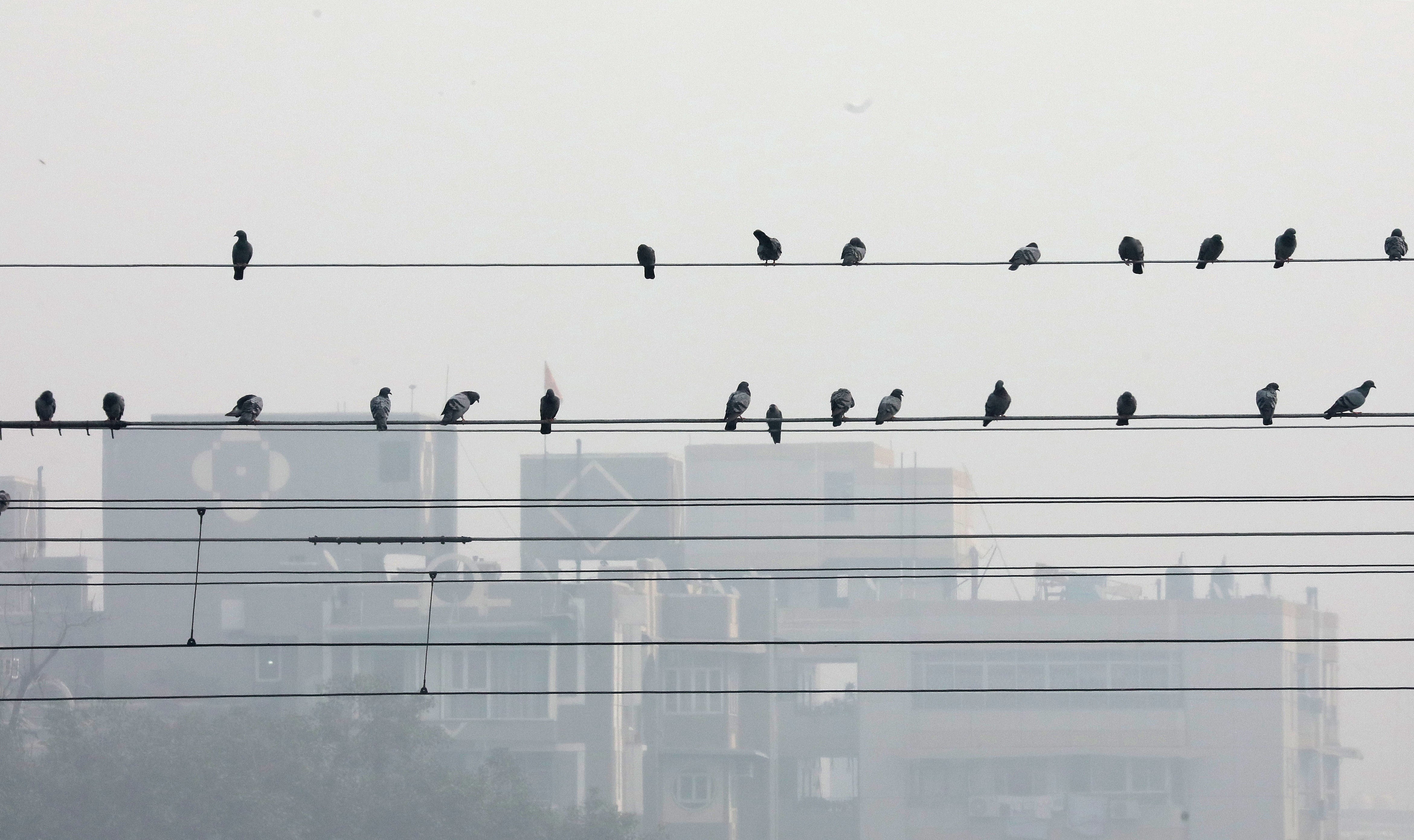 Pigeons rest on electric wires as Delhi is covered in smog on 14 November 2024