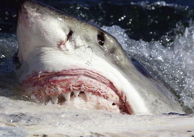 <p>White shark scavenging on whale carcass</p>