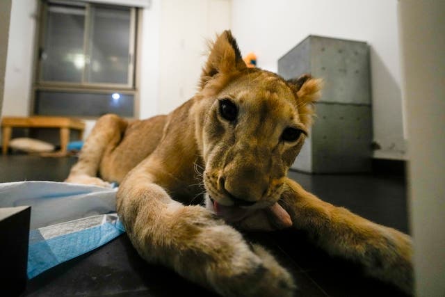 Lebanon Lion Evacuation