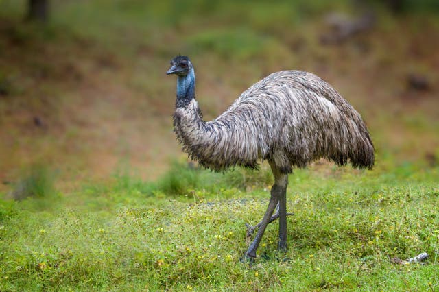 <p>A man said his two emus were on the loose in Loris, South Carolina and needed to be tranquilized so that they can be returned home</p>