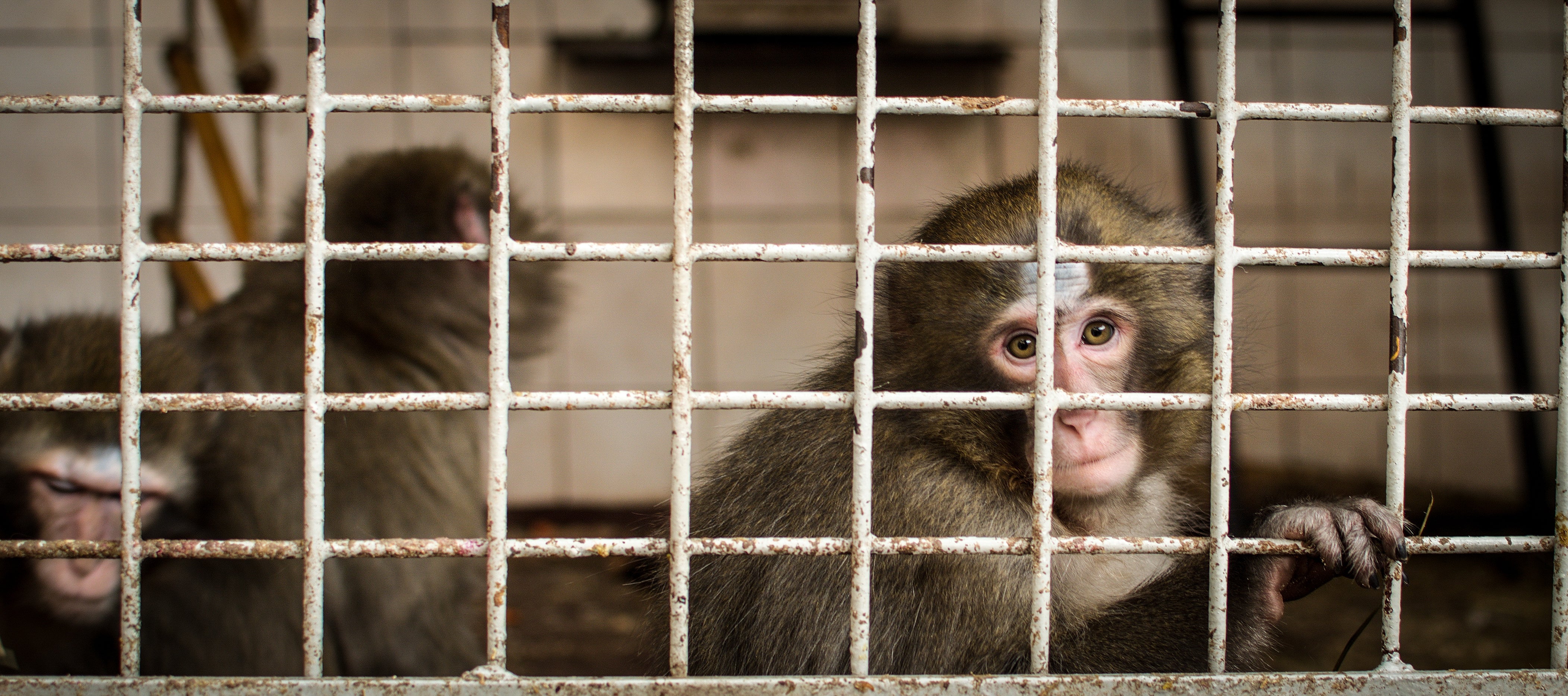 The escaped monkey primates have been on the loose since November 7 when 43 rescaped a Yemassee research facility