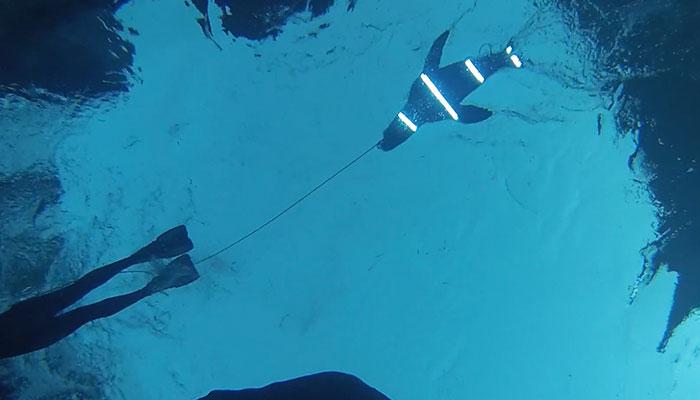 The Australian scientists put LED lights in striped patterns on seal decoys to deter great white sharks. The method was found to be effective. But, there are hundreds of species of shark in ocean waters.