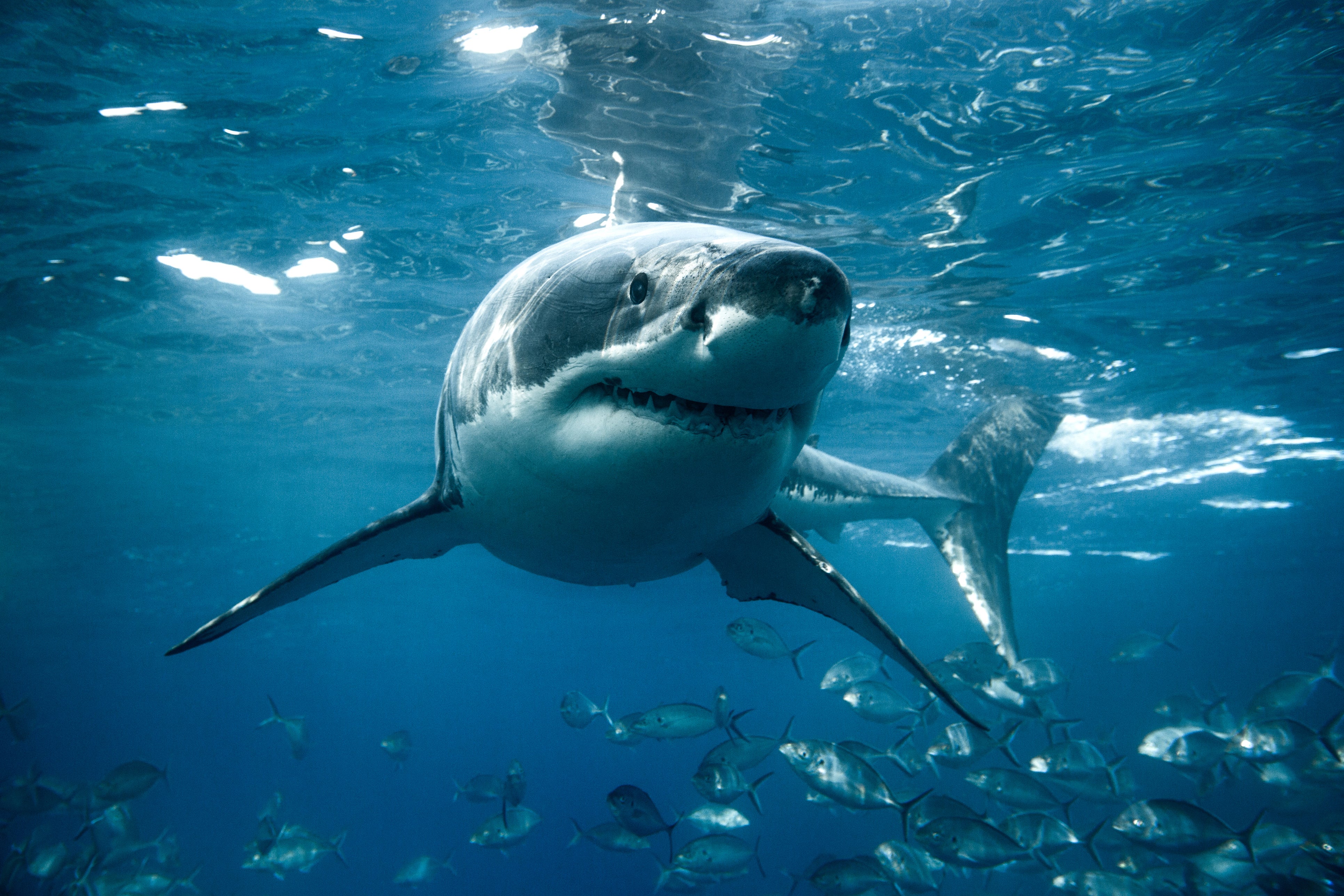 A great white shark swims amid a school of fish off the coast of southern Australia. Unprovoked shark bite numbers have been down this year, according to Dr. Gavin Naylor, the director of the Florida Program for Shark Research at the Florida Museum of Natural History.