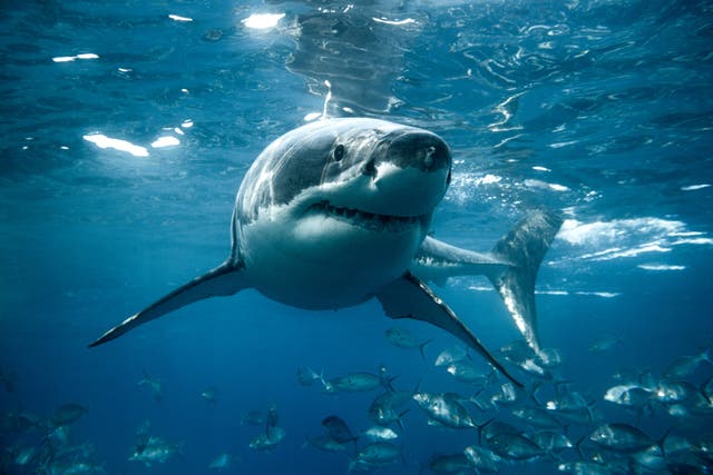 <p>Large white shark looks straight into the camera. Captured in the clear blue waters of South Australia</p>