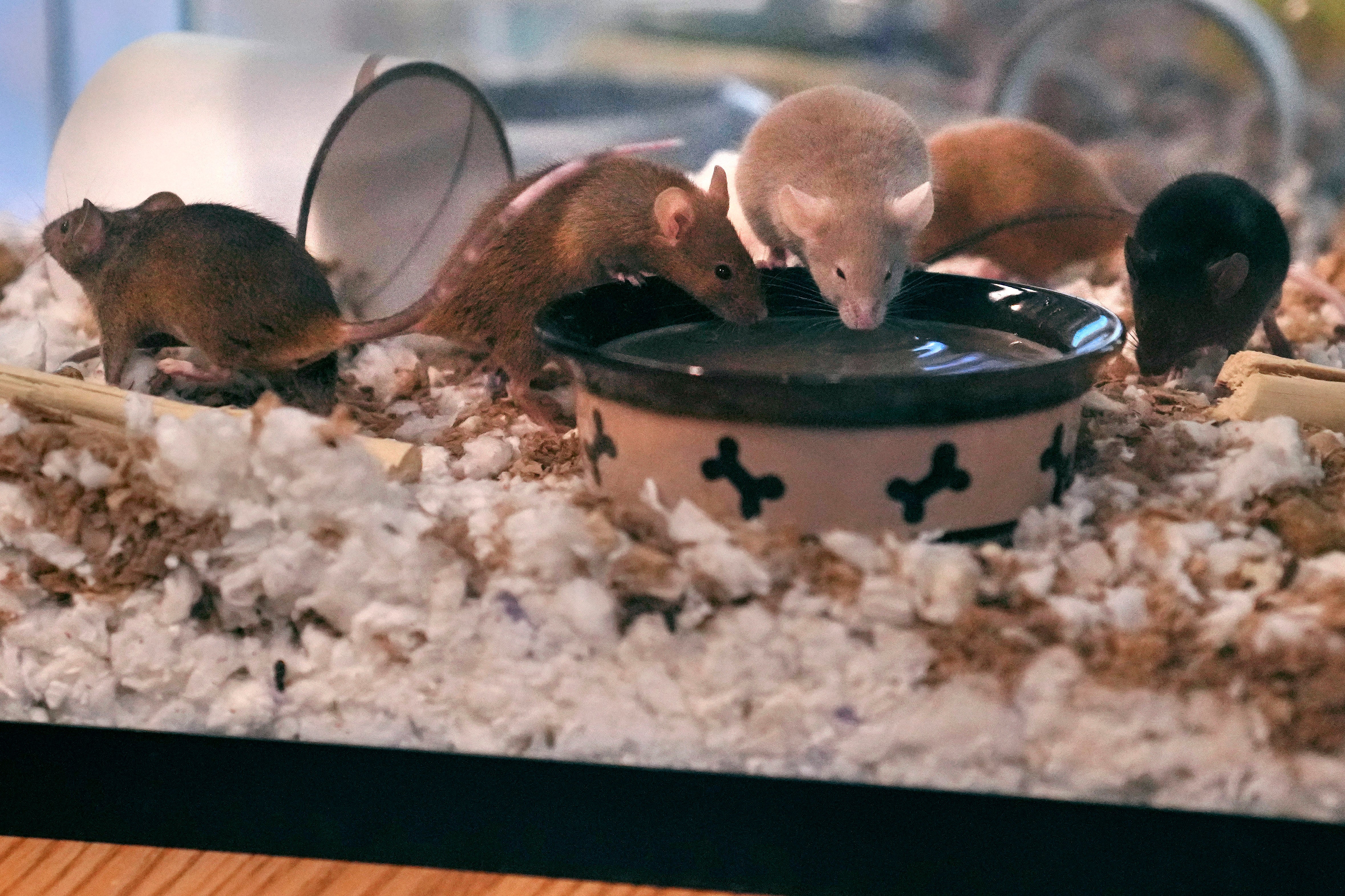 Multiplying Mice