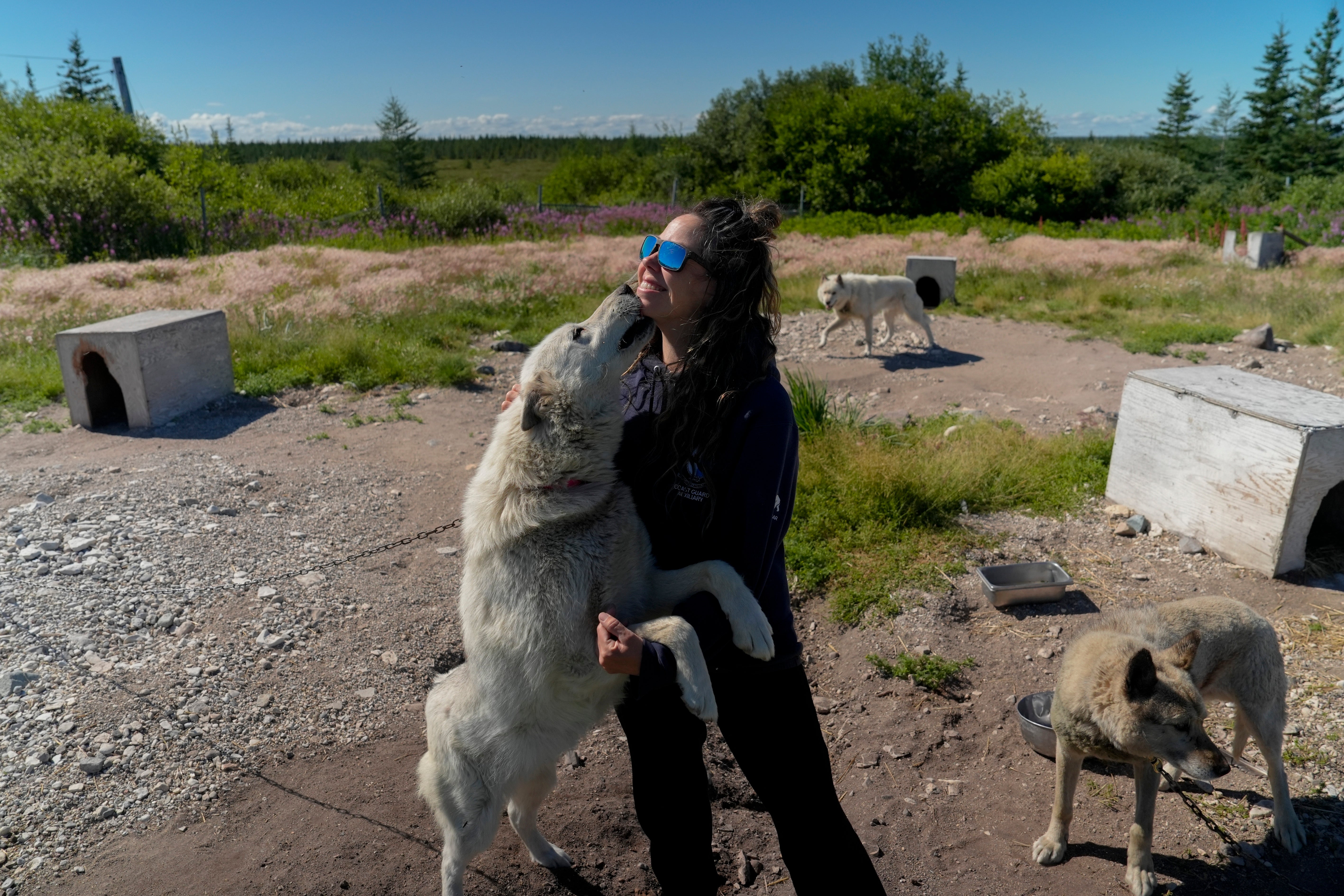 Erin Greene segura um de seus cães de trenó resgatados, quinta-feira, 8 de agosto de 2024, em Churchill