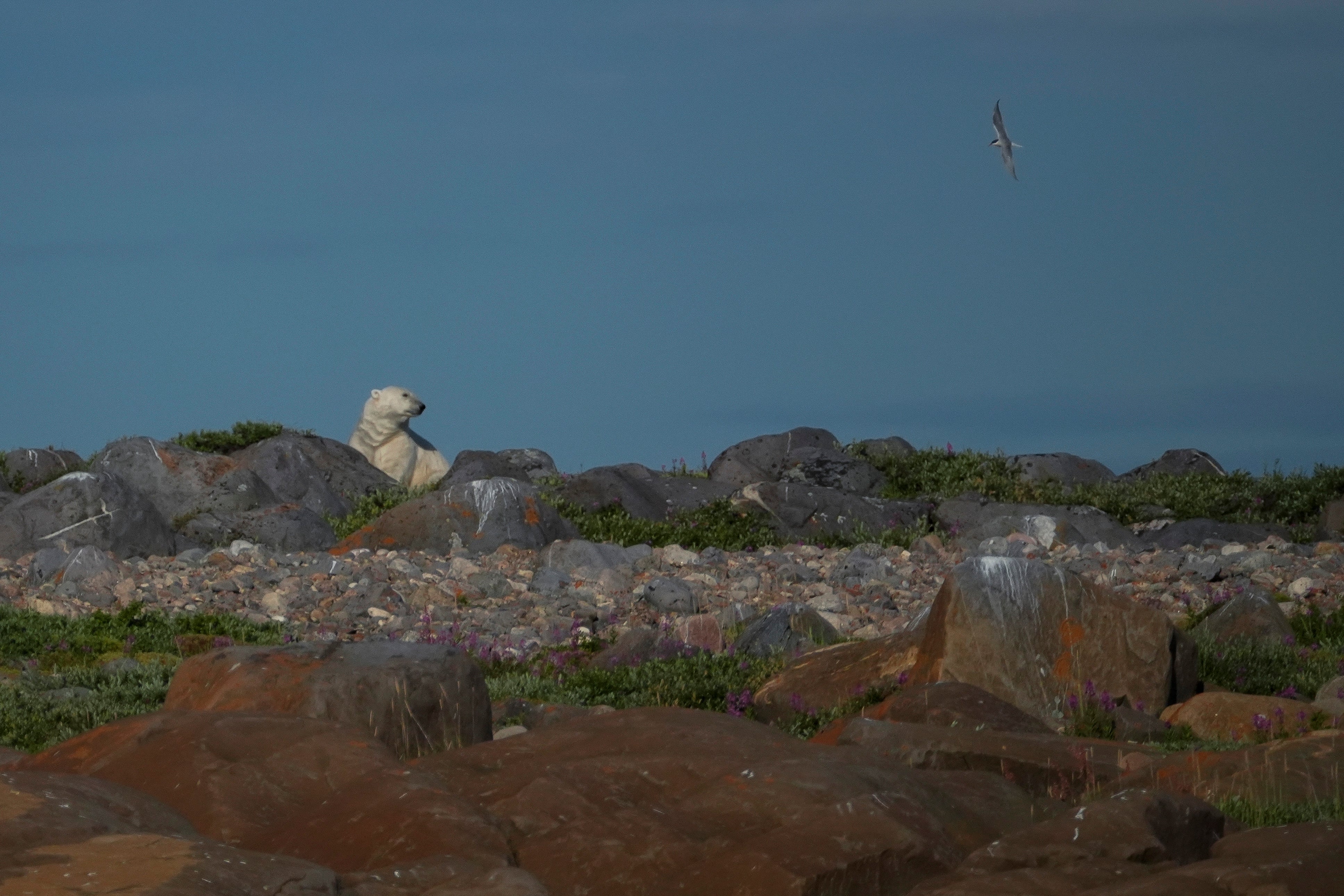 Um urso polar perto das rochas, terça-feira, 6 de agosto de 2024, em Churchill, Manitoba