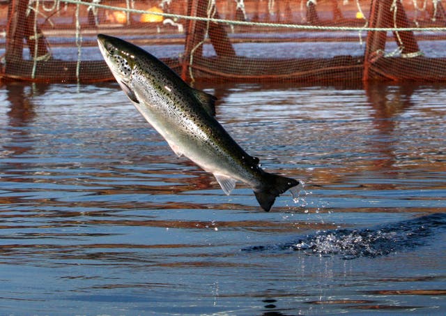 Salmon Farming Lawsuit