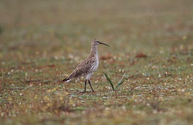 <p>The slender-billed curlew is a migratory shorebird that bred in western Siberia and migrated to the Mediterranean in winter</p>