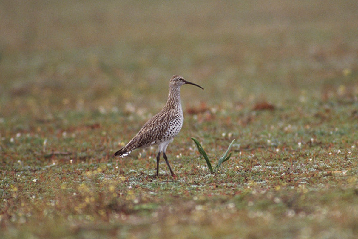 The slender-billed curlew has been officially declared extinct