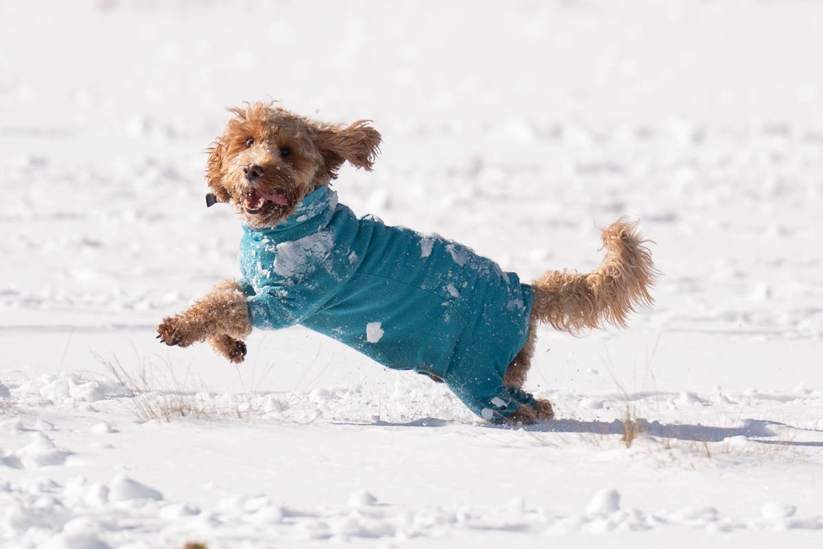 Can you walk your dogs in the snow?