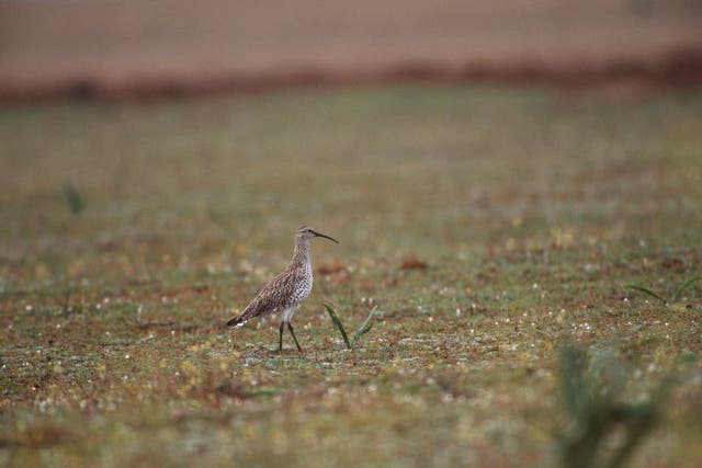 The slender-billed curlew in Merja Zerga, Morocco. The species is thought to be extinct. (Chris Gomersall/RSPB)