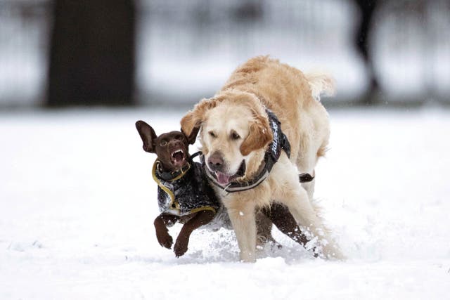 <p>Up to 20cm of snow could hit the UK over the next few days. File photo. </p>