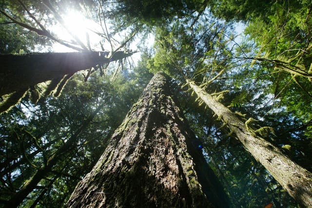 <p>Old-growth Douglas fir trees stand along the Salmon River Trail in Oregon. U.S. officials are planning increased logging on federal lands in the Pacific Northwest to help curtail wildfires </p>