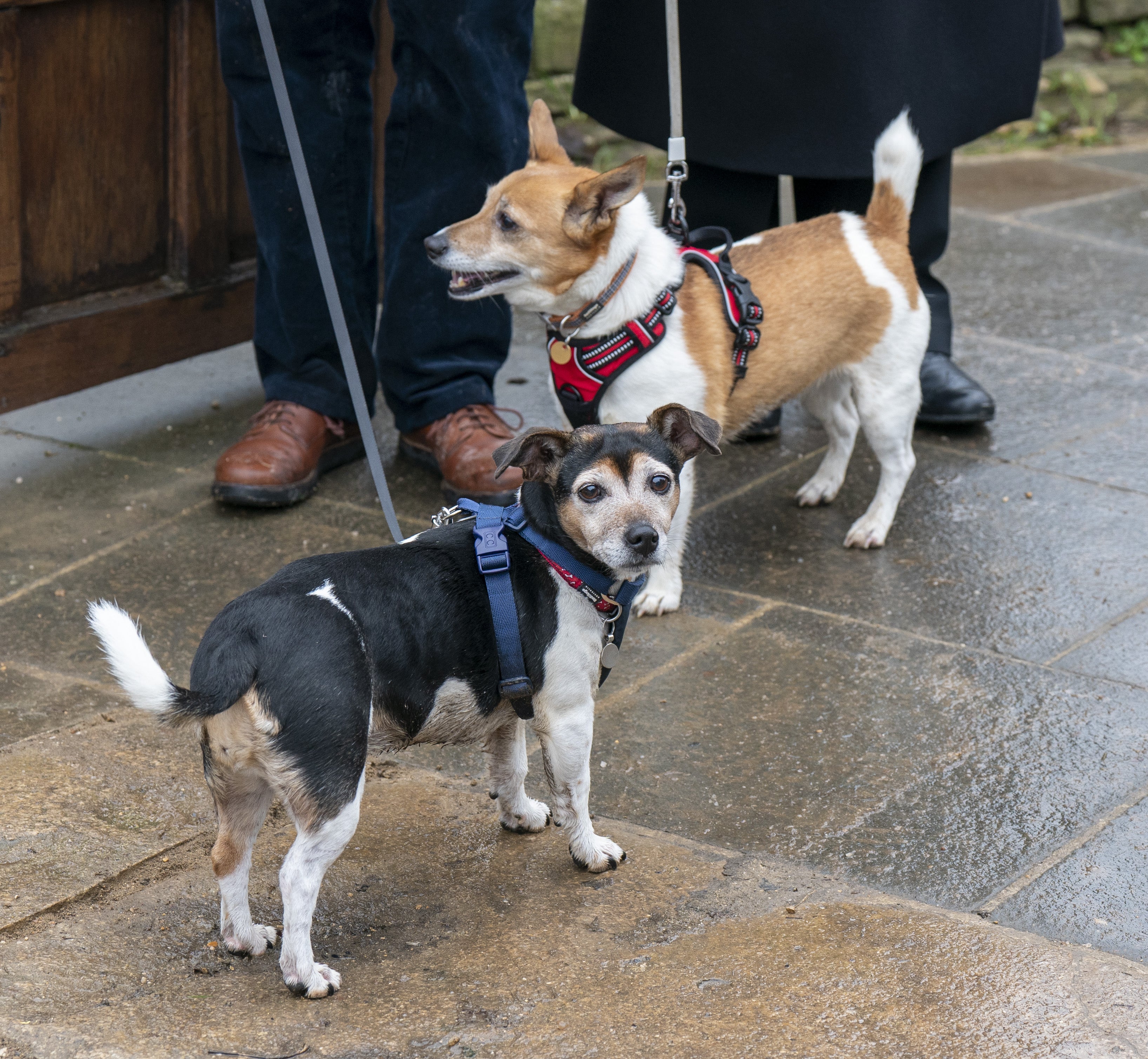 Queen Camilla's two fox terrier rescue dogs "Bluebell" (right) and Beth (left)