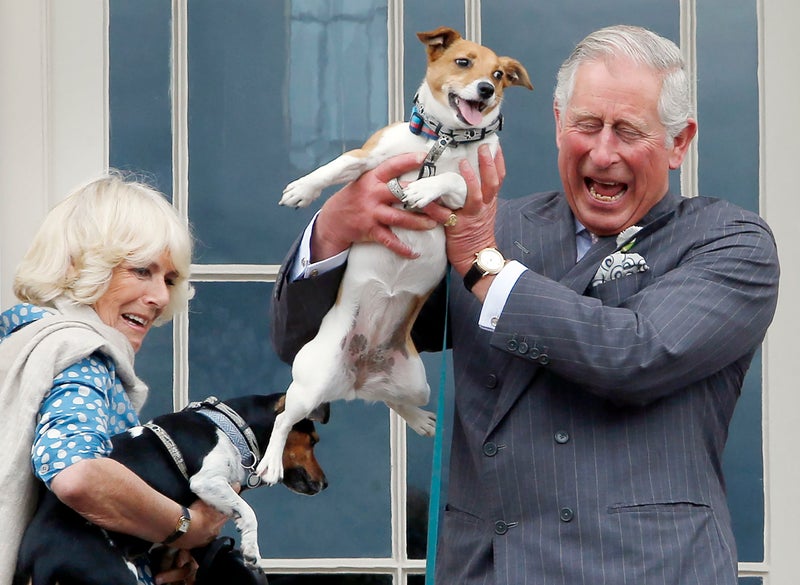 Queen Camilla adopts rescue puppy after death of beloved Jack Russell