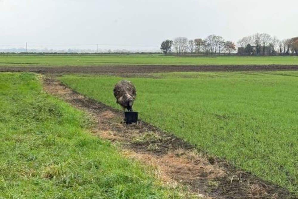 An emu is being sought in Lincolnshire (Lincolnshire Police/PA)