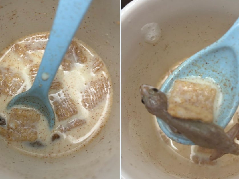 A student was shocked to find a gecko floating in her cereal after eating nearly half of her serving