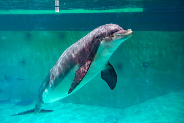 <p>A bottlenose dolphin at Boudewijn Seapark in Brugge </p>