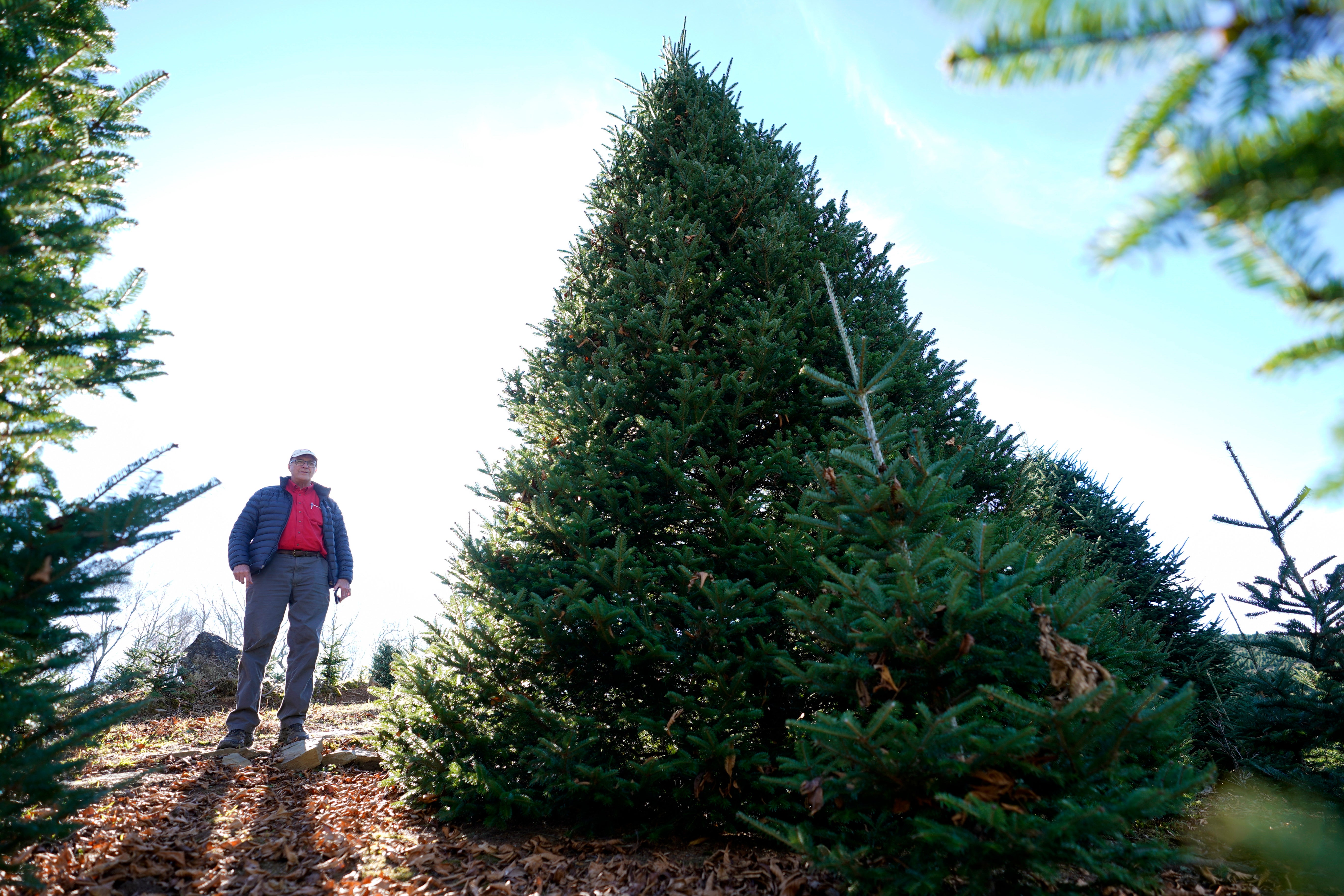 White House Christmas Tree