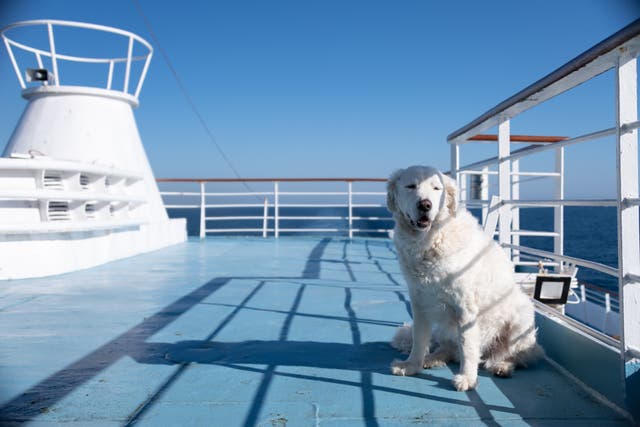 <p>You won’t have to leave your dog at home with a new canine cruise </p>