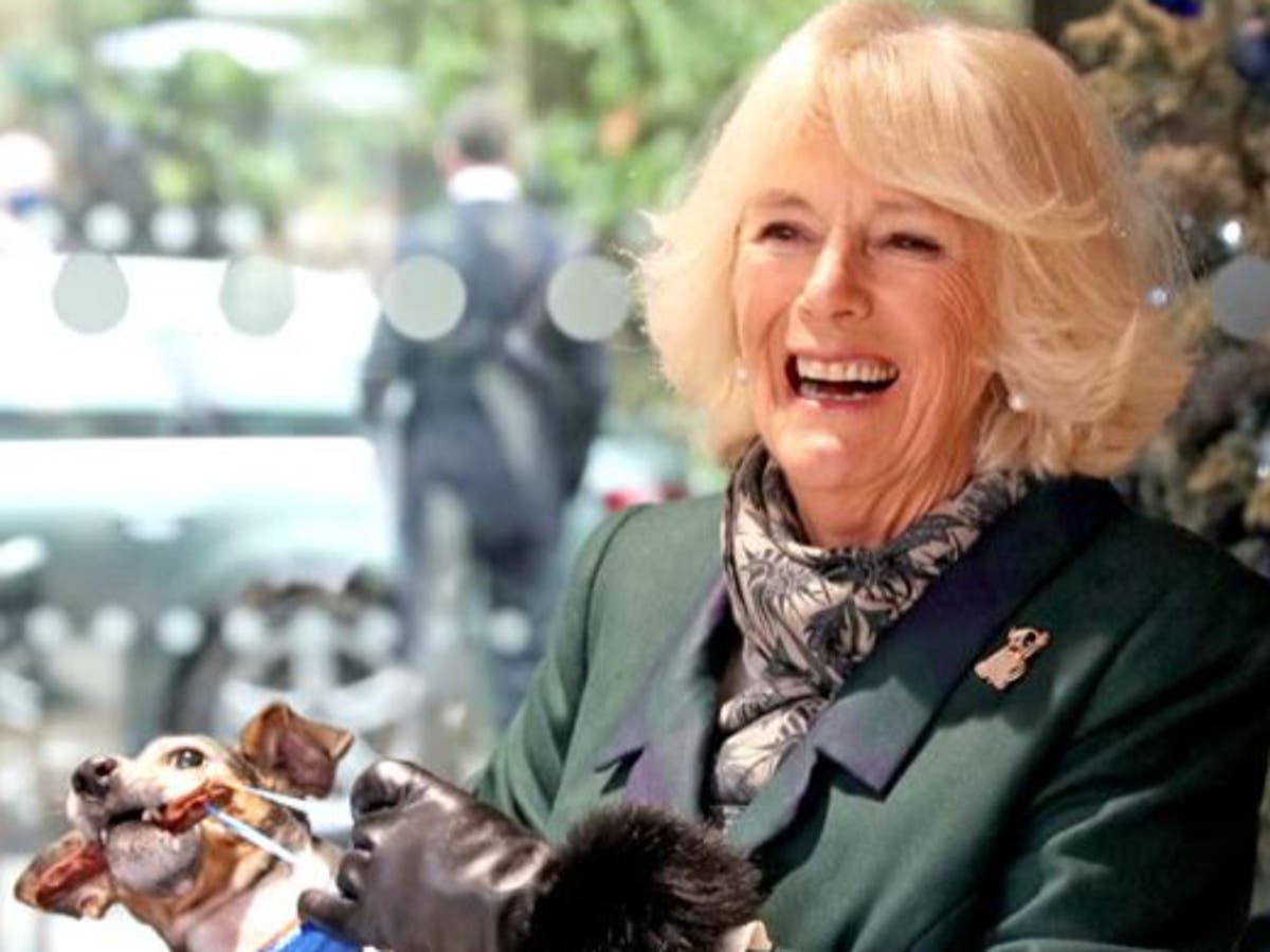 I know how Queen Camilla feels – losing my dog was harder than losing a loved one