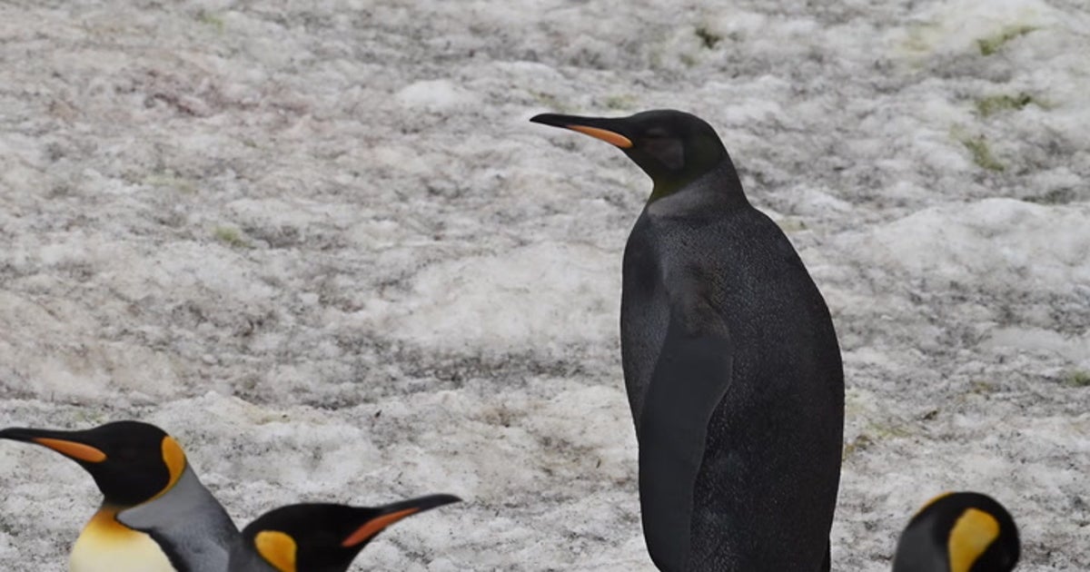 Ultra rare all-black king penguin filmed on Atlantic Ocean island