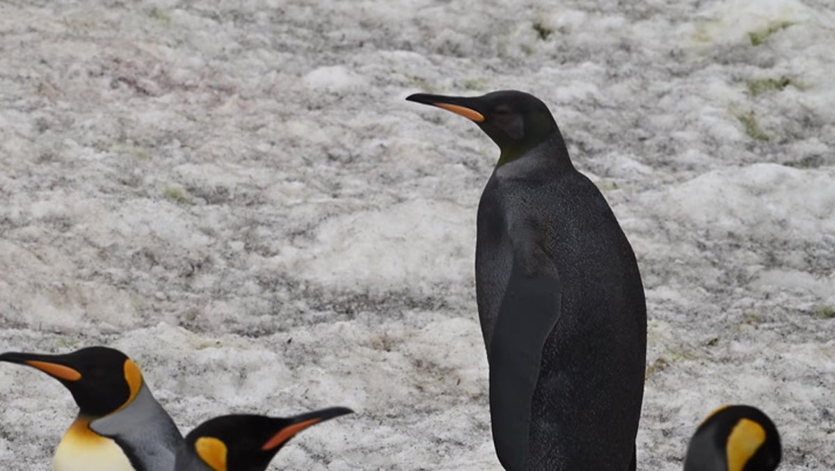 Ultra rare all-black king penguin filmed on Atlantic Ocean island