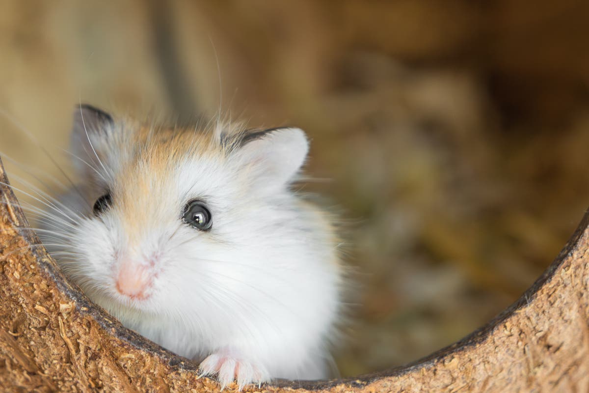 Plane grounded for four days after 132 hamsters escape on board