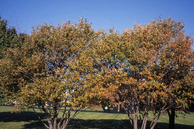 Gardening Serviceberry