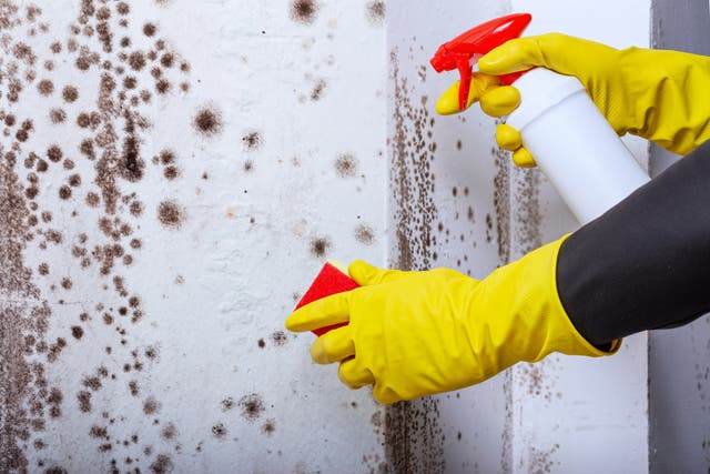 <p>Black mold can be cleaned using these products and a specific mixture of bleach and water.  Online searches for black mold hit their highest levels ever in August</p>