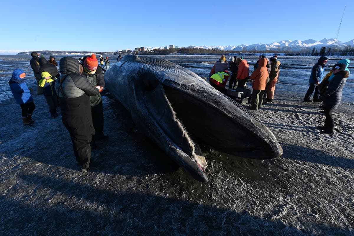 Crowd forms on Alaskan beach after giant endangered whale carcass washes ashore